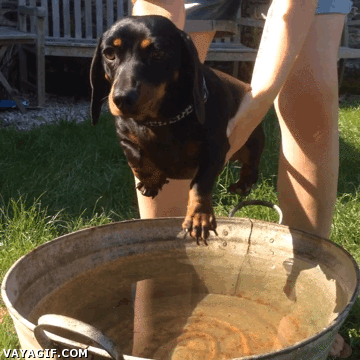 perro,bañar,agua,mojarse,lavar,nadar,por si acaso el va haciendo