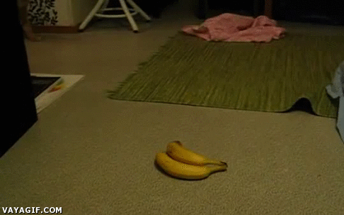 plátanos,bananas,gato,volverse loco,saltar,revolverse