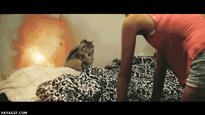Gato,Michael Bay,explosion,saltar,peli de acción,salto