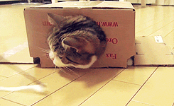 caparazón de cartón,caja,gato,metido,dentro,patas