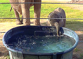 adorable,elefante,elefantito,cria,jugar,agua,burbujas,trompa