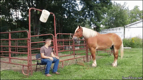 caballo,pisar,cubo,ice bucket challenge