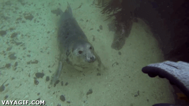 foca,leon marino,como un perro en el agua,dejarse acariciar,amigo,submarinista