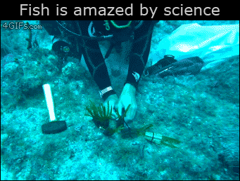 fondo marino,submarinista,fish amazed by science,pez,boca abierta