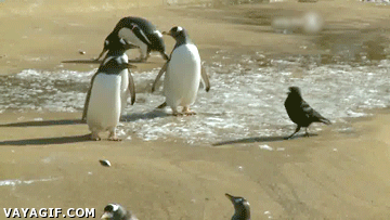 pingüino,trollear,engañar,cuervo,robar,pescado,salir volando,ahi te quedas
