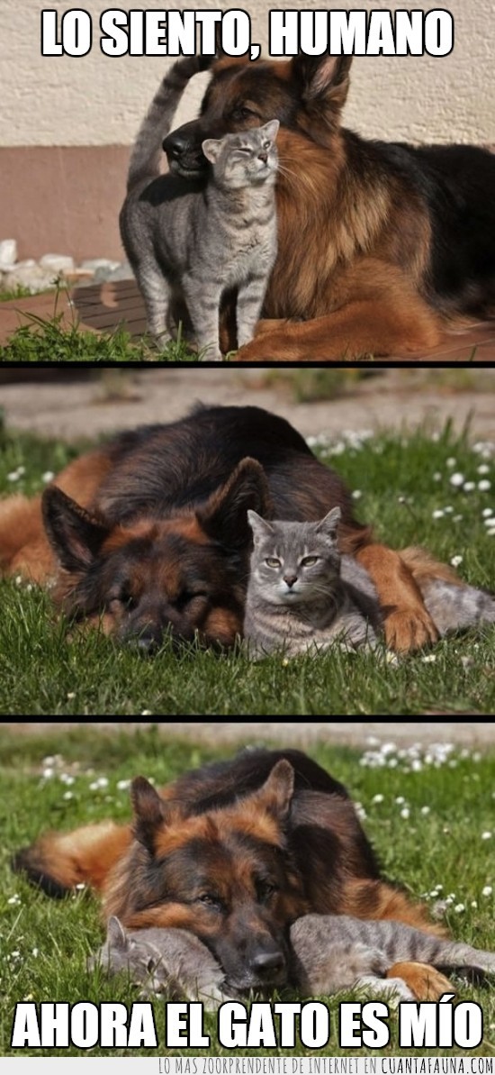 gato,perro,amistad