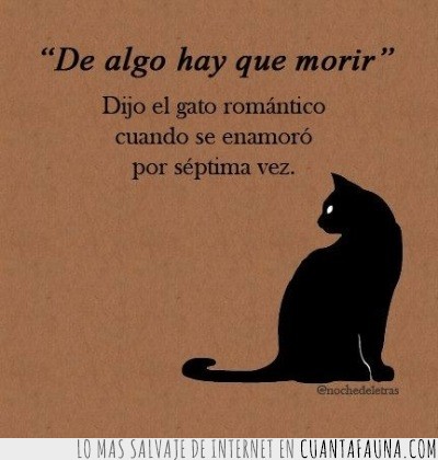 gato romantico,morir,el amor mata,enamorarse