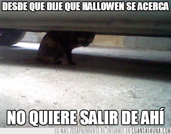 halloween,gato,asustado,coche,miedo,mirar