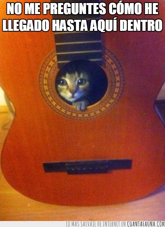 humano,guitarra,atrapado,gato,salir