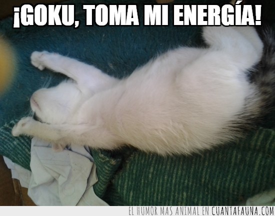 dragon ball,gato,gato blanco,tomar,energia,Goku,gatito