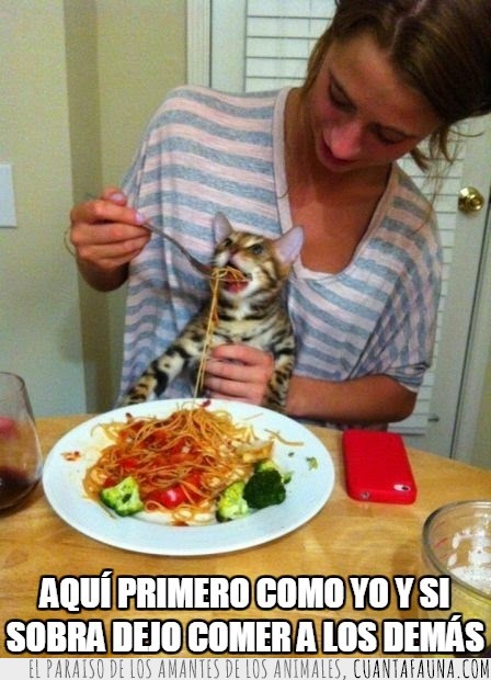 dar,espaguetis,humano,comer,comida,gato