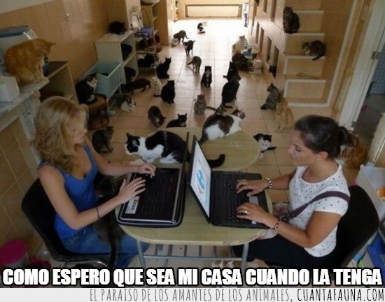 con dos mujeres y muchos gatos :D,ordenadores,mesa,humano,gato