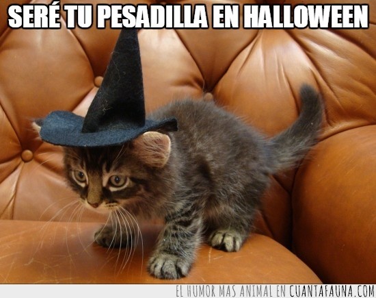 Gatito,sombrero,disfraz,bruja,aterradora,horror,Halloween,tradición,monada,cute