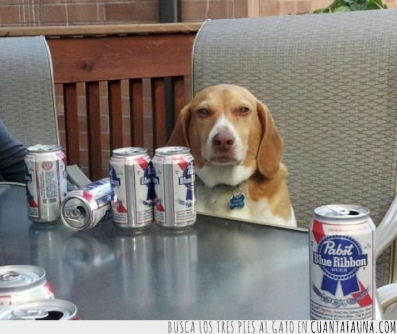 cerveza,perro,bever,cansado,mandar
