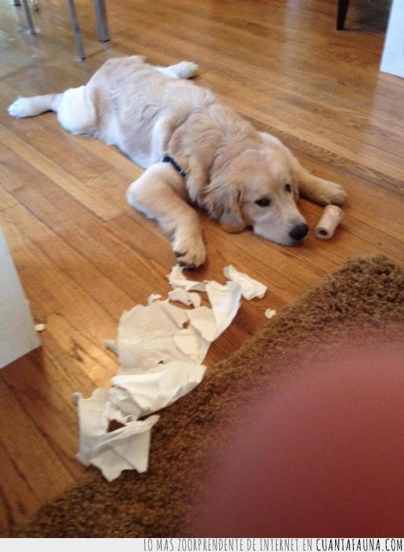 Perro,romper,disimular,modo,alfombra,y luego culparé al gato,fingir,papel,higienico