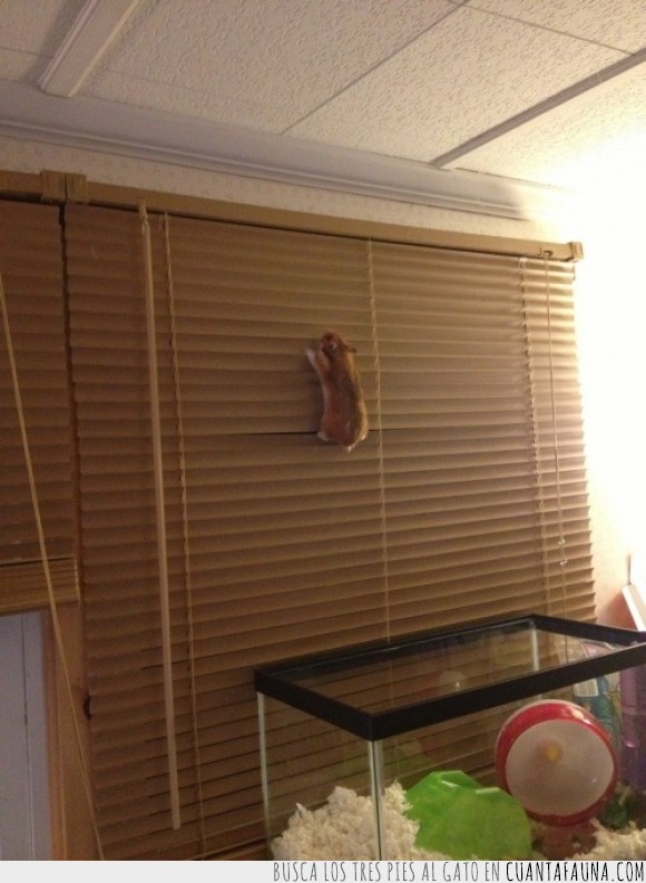 hamster,ratón,huída,salir,jaula,escapada,cortina,persiana