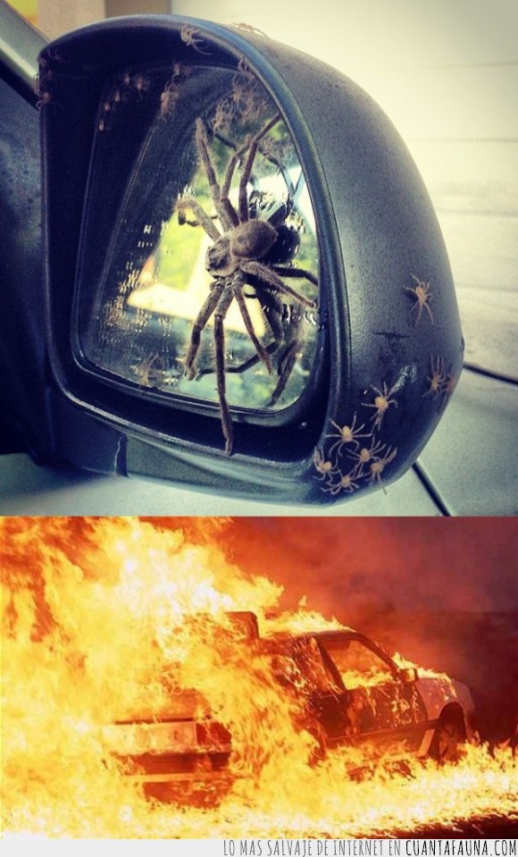 coche,araña,retrovisor,fuego,quemar,prender,incendio