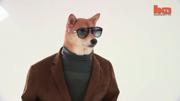vestido,cuello alto,perro,shiba inu,gafas de sol,modelo