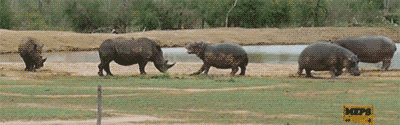 rinoceronte,hipopotamo,defender,miedo,proteger,manada,naturaleza