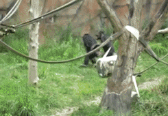chimpance,huida,disimulo,sin ruido,monos,imitar