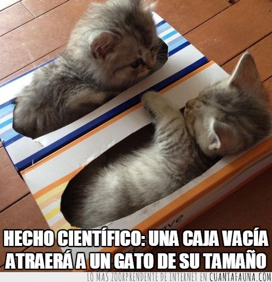 pequeños,gatitos,Pañuelos,bueno igual cientifico tampoco,tamaño,cajas