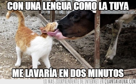 lavar,lenguaca,amigo,vaca,gato,humano,lengua
