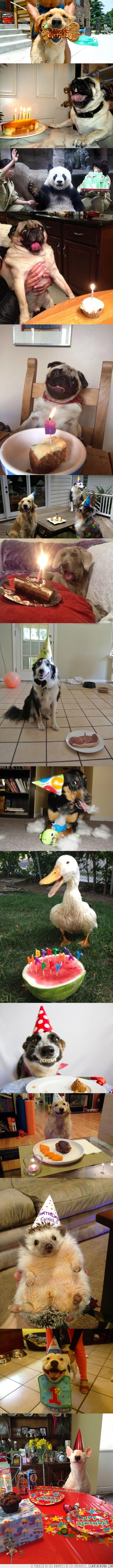 perro,pug,erizo,pato,feliz,tarta,pastel,cumpleaños,happy birthday,animal