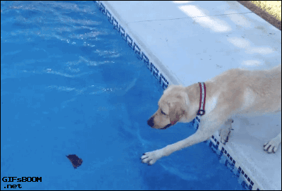 mojado,piscina,caer,hoja,recuperar,perro,agua,fail
