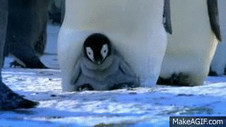 pingüino,madre,cría,caminar,pisar,hacerlo mal