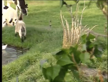 vacas,burro,atacar,patada,karatekas,conejitos,cabra