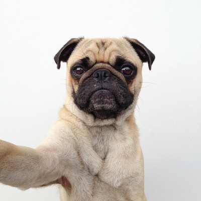 21422 - Descubre a Norm, uno de los perros más famosos en Instagram