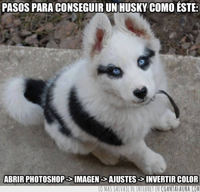 husky,blanco,colores invertidos,photoshop,ajustes,invertir,precioso