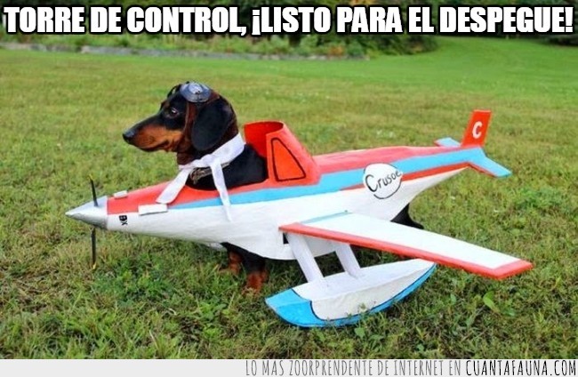 piloto,perro,volar,avioneta,lejos,disfraz