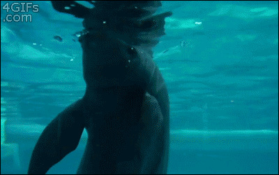 Delfin,No te sale a ti nunca,Le tendria mas miedo al planeta de los delfines que al planeta de los simios,Coordinados,belugas,aros,pasar,oxigeno,pase