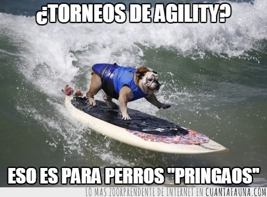 surf,surfear,surfero,perro,bulldog,adoro el agility solo era para hacer la broma,torneo,concurso,tabla