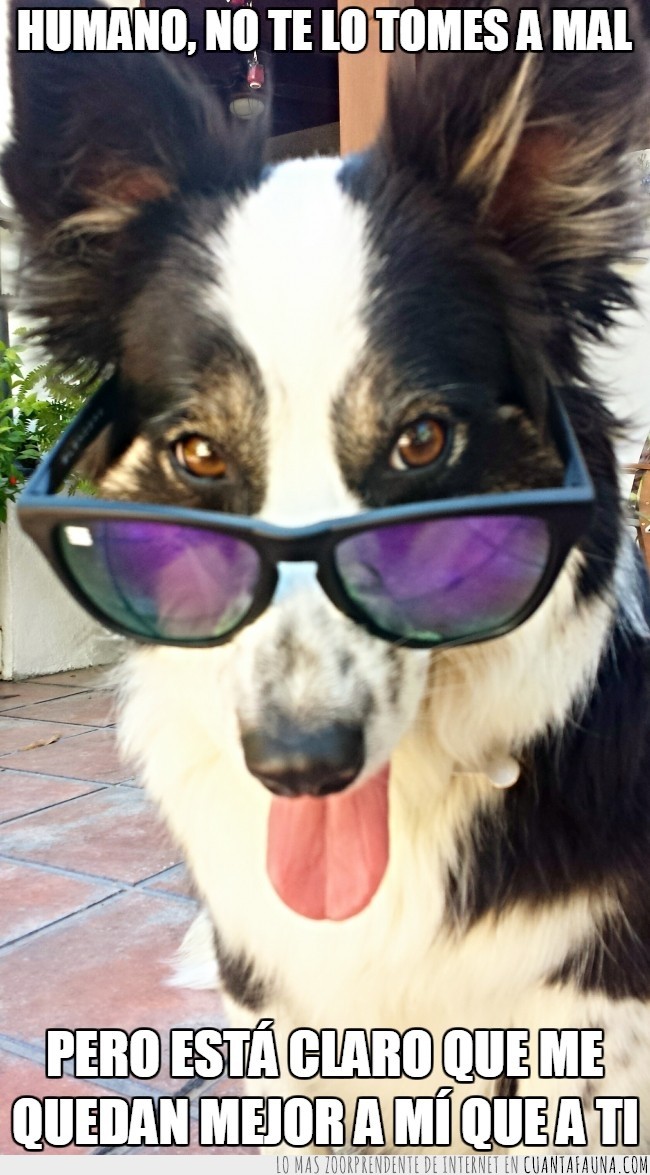 perro,gafas de sol,estilo,quedar mejor