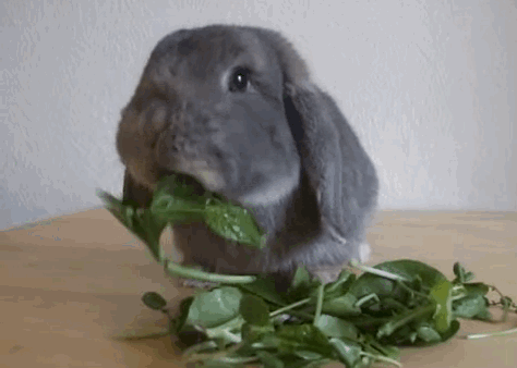 conejos,zanahorias,comer,devorar