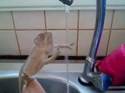 reptil,manos,limpiar,lavar,grifo,parece que intenta agarrar el chorro,camaleon