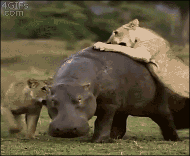 hipopotamo,salvaje,tragabolas,adorables y letales,sin miedo a nada,hipopotamos
