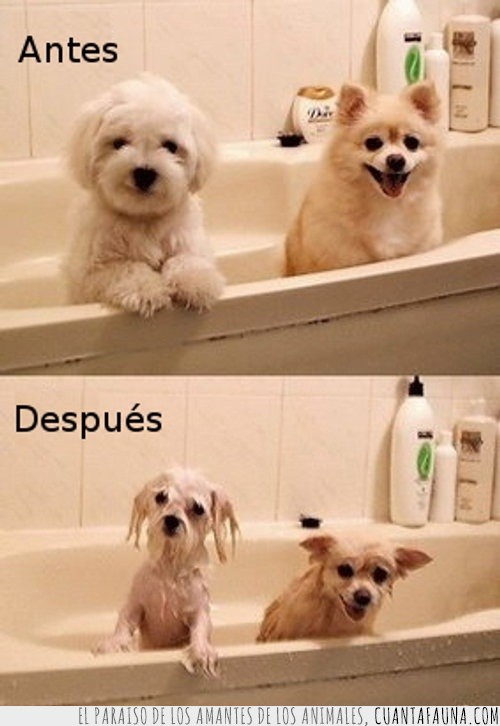 baño,mojados,perros,se quedan en nada