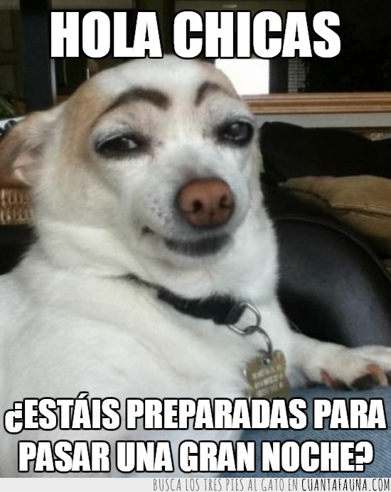 preparadas,gran noche,perro,cejas,pintar,divertido,ligón