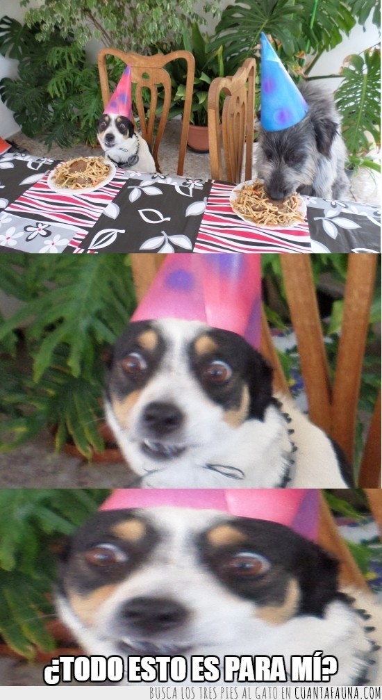 Perro,cumpleaños,cara,sorpresa,desencajado,locura,comida,gorrito,fiesta