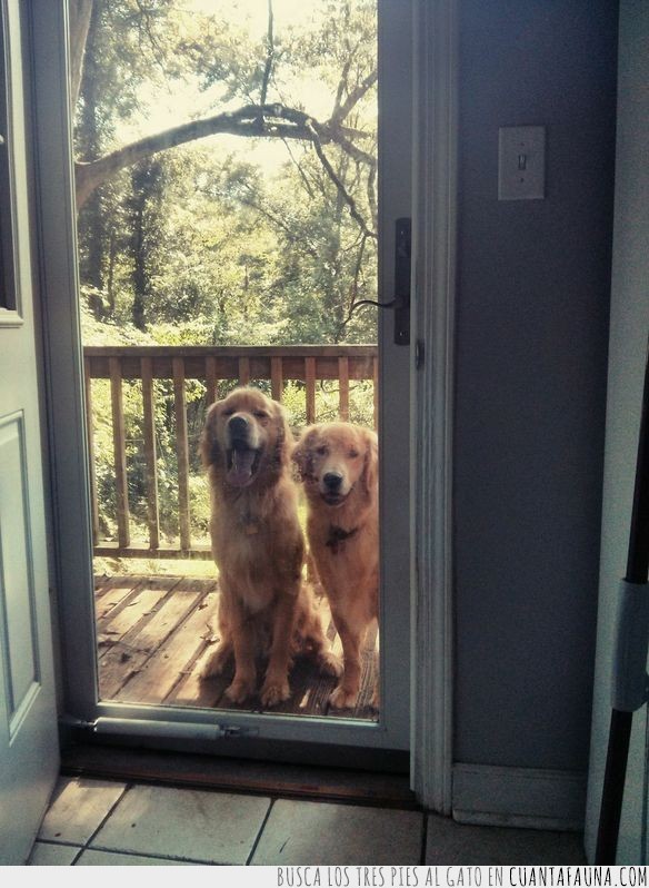 abandonado,persona,tierna,historia,animal,perro,golden retriever,bran,addie