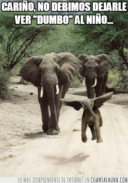 elefante,foto,correr,dumbo,animales,orejas,volar