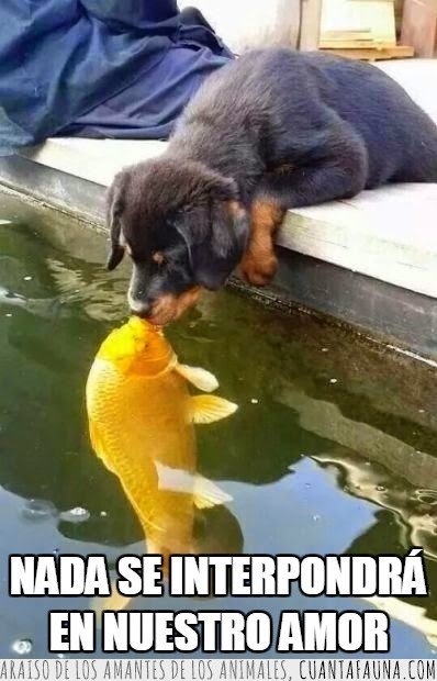 beso,amor,perro,pez,animales,pescado,agua,cachorro
