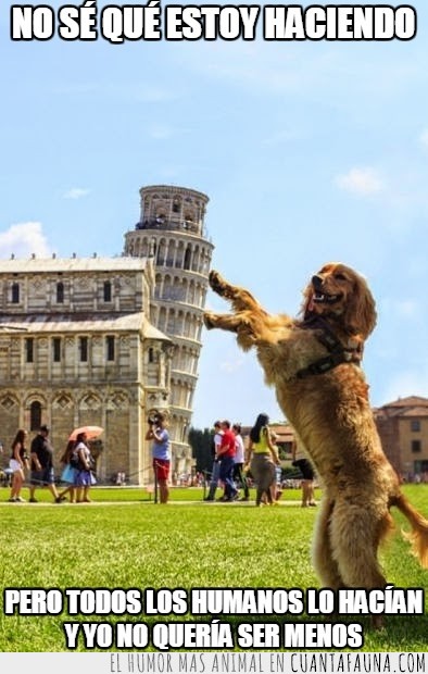 torre de pisa,foto,recuerdo,perro,fotografía,italia,turismo