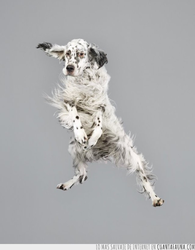 perros,en el aire,Julia Christe,fotógrafa,saltar,saltos