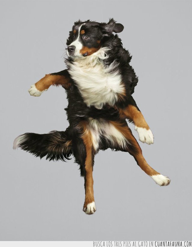 perros,en el aire,Julia Christe,fotógrafa,saltar,saltos