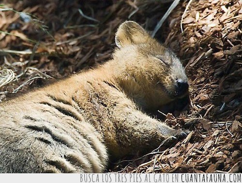 21925 - Un Quokka salvaje puede ser tu amigo