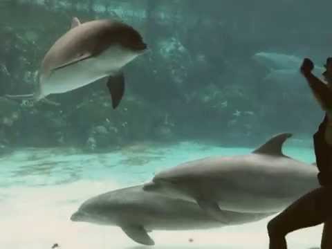 21952 - Os presentamos un delfín interesado en la gimnasia rítmica ¡Se parte con sus movimientos! 